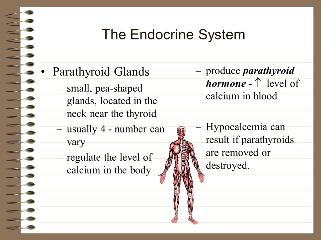 The Endocrine System Parathyroid Glands small, pea-shaped glands, located in the neck near the